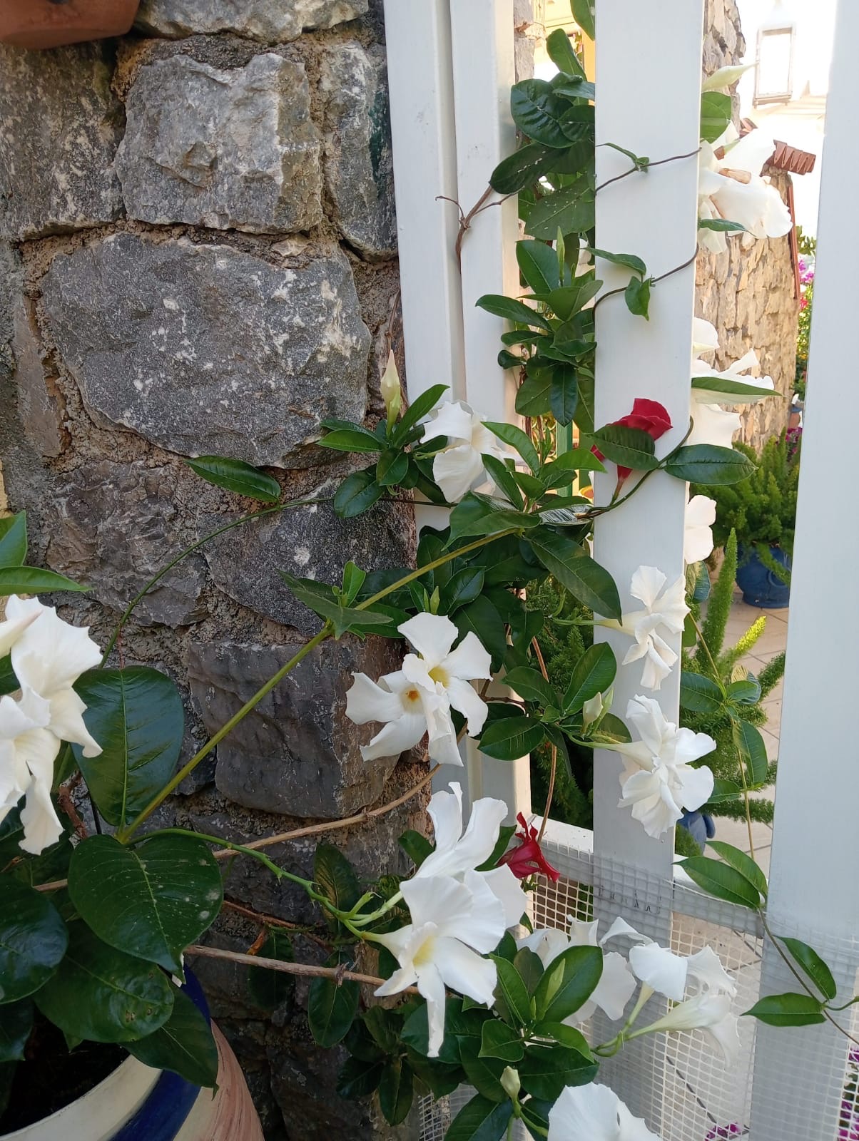 Luxurious Villa San Nicola Arcella - 360° Views, 5 Terraces, Arco Magno and Dinosaur Island.