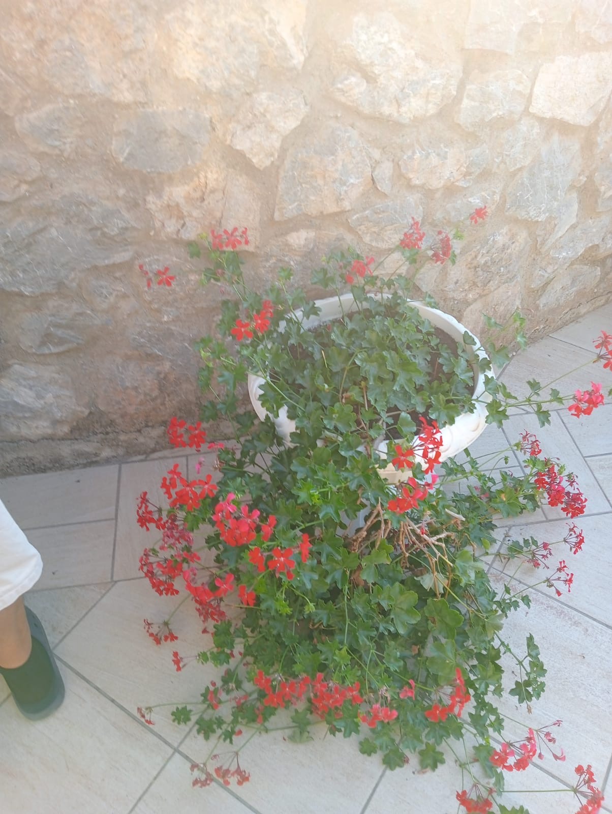 Luxurious Villa San Nicola Arcella - 360° Views, 5 Terraces, Arco Magno and Dinosaur Island.