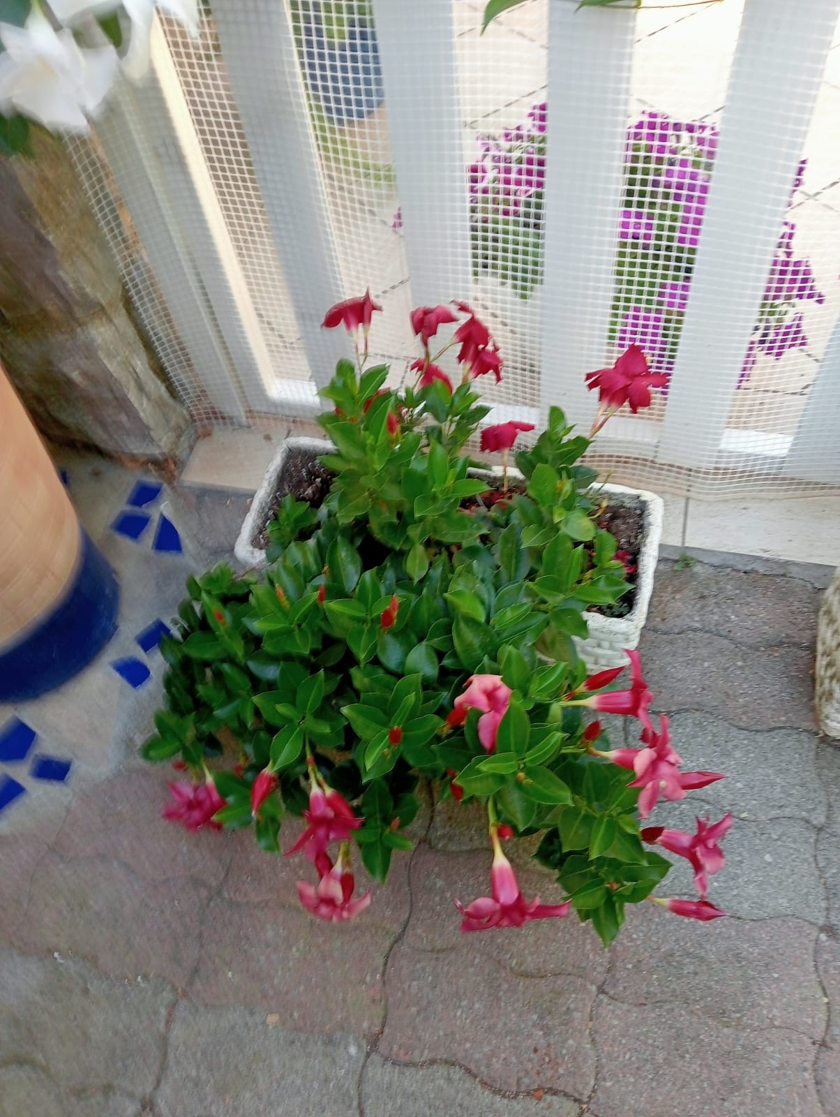 Luxurious Villa San Nicola Arcella - 360° Views, 5 Terraces, Arco Magno and Dinosaur Island.