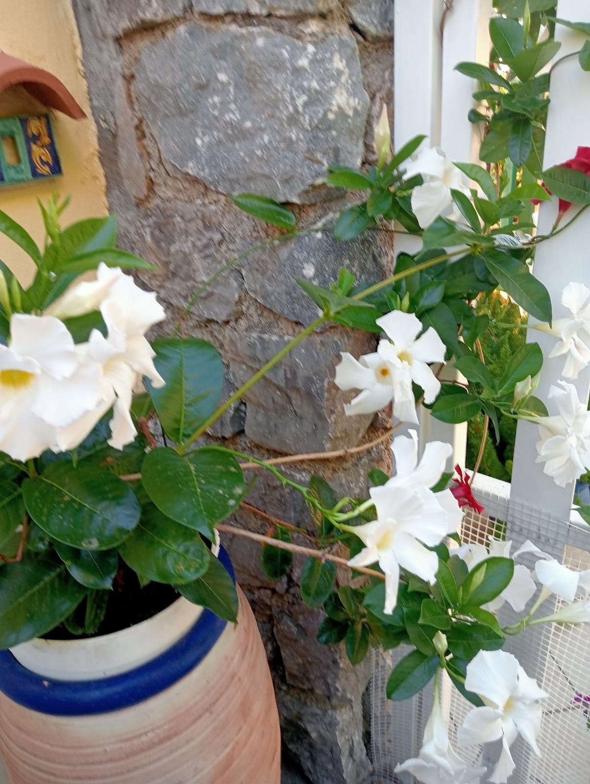 Luxurious Villa San Nicola Arcella - 360° Views, 5 Terraces, Arco Magno and Dinosaur Island.