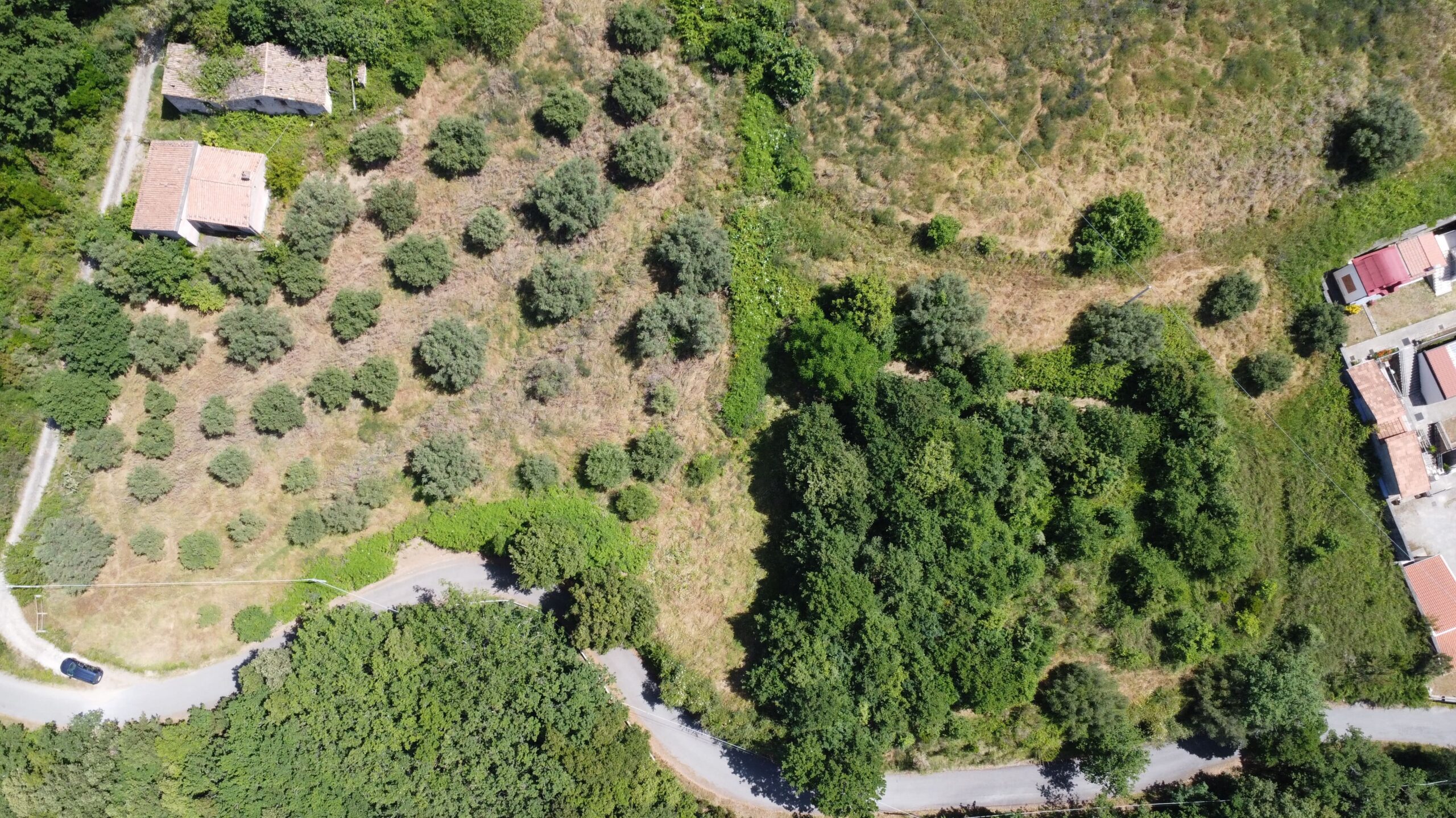 House to be renovated in Sangineto - plot of 18000m² with olive trees, B&B potential.
