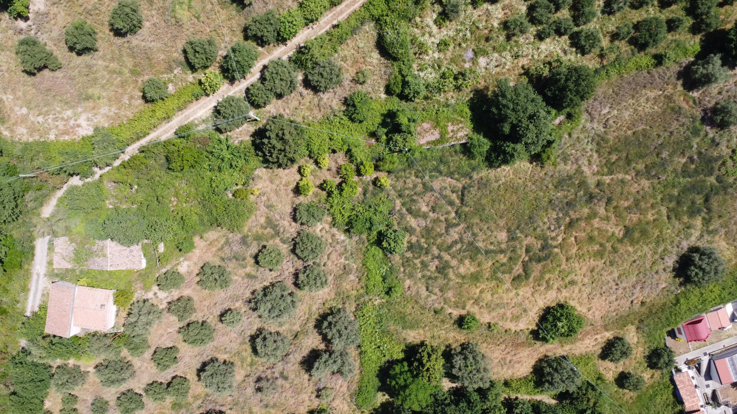 House to be renovated in Sangineto - plot of 18000m² with olive trees, B&B potential.
