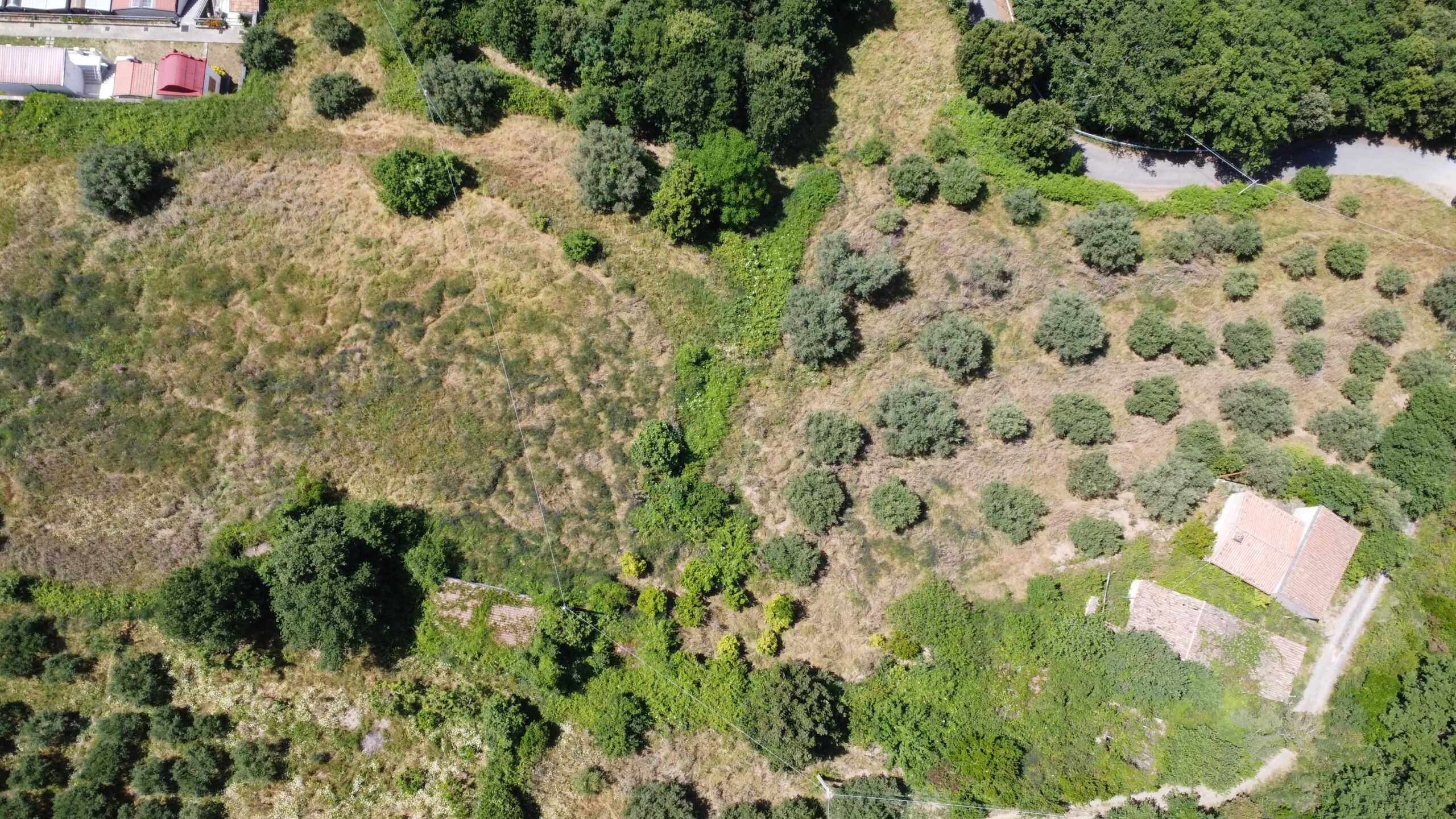 House to be renovated in Sangineto - plot of 18000m² with olive trees, B&B potential.