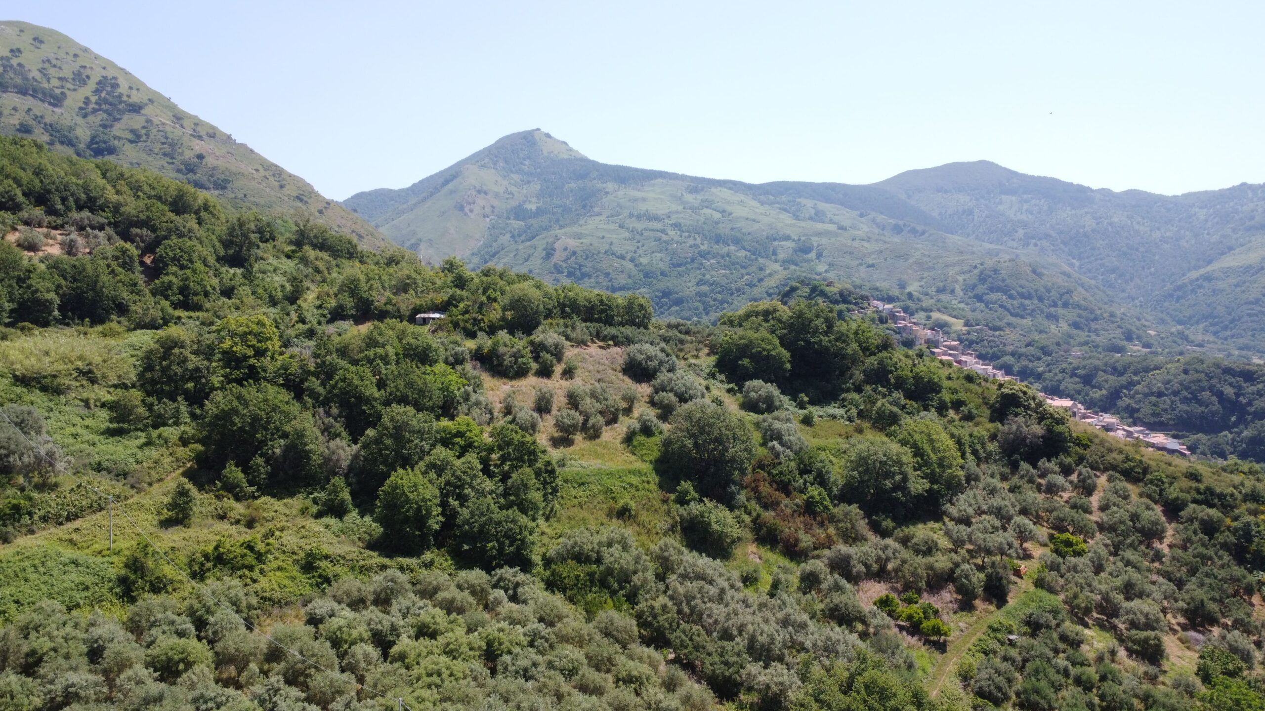 House to be renovated in Sangineto - plot of 18000m² with olive trees, B&B potential.
