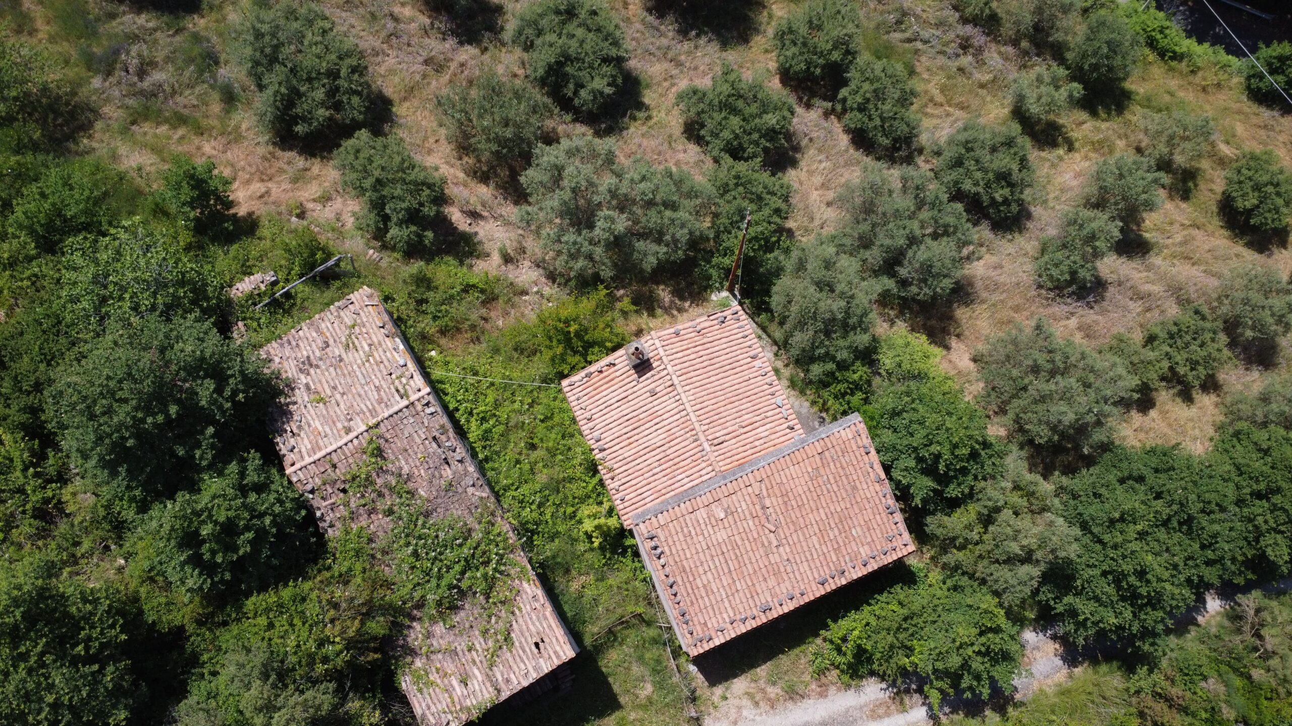 House to be renovated in Sangineto - plot of 18000m² with olive trees, B&B potential.