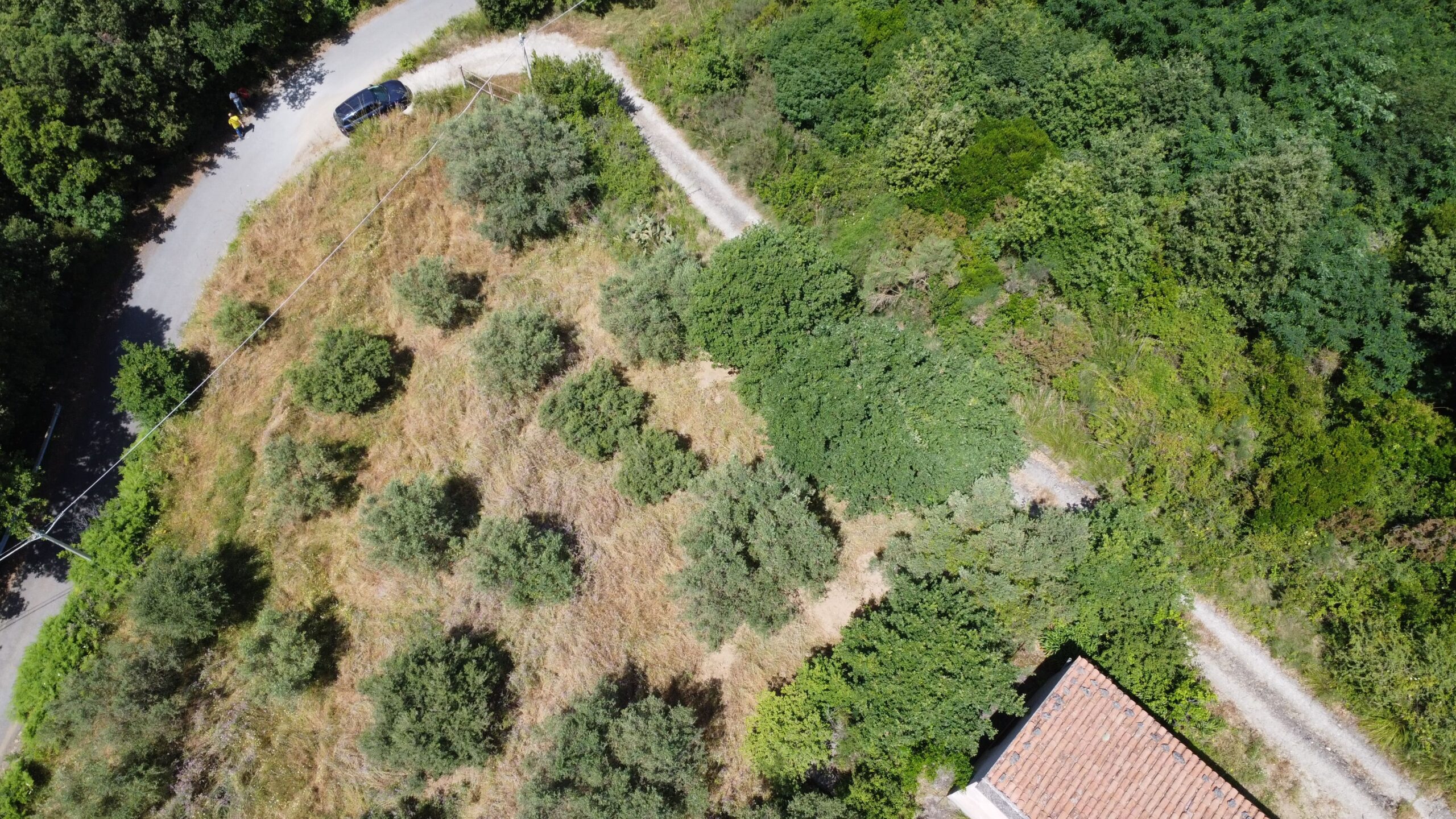 House to be renovated in Sangineto - plot of 18000m² with olive trees, B&B potential.
