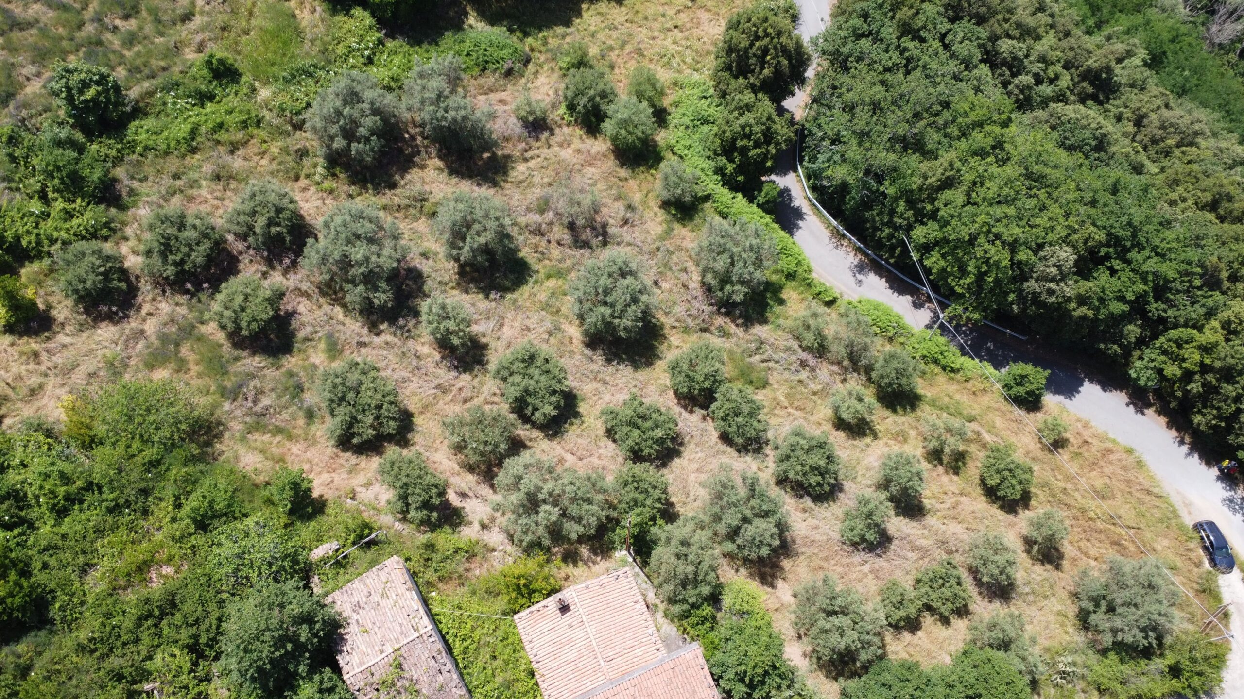 House to be renovated in Sangineto - plot of 18000m² with olive trees, B&B potential.