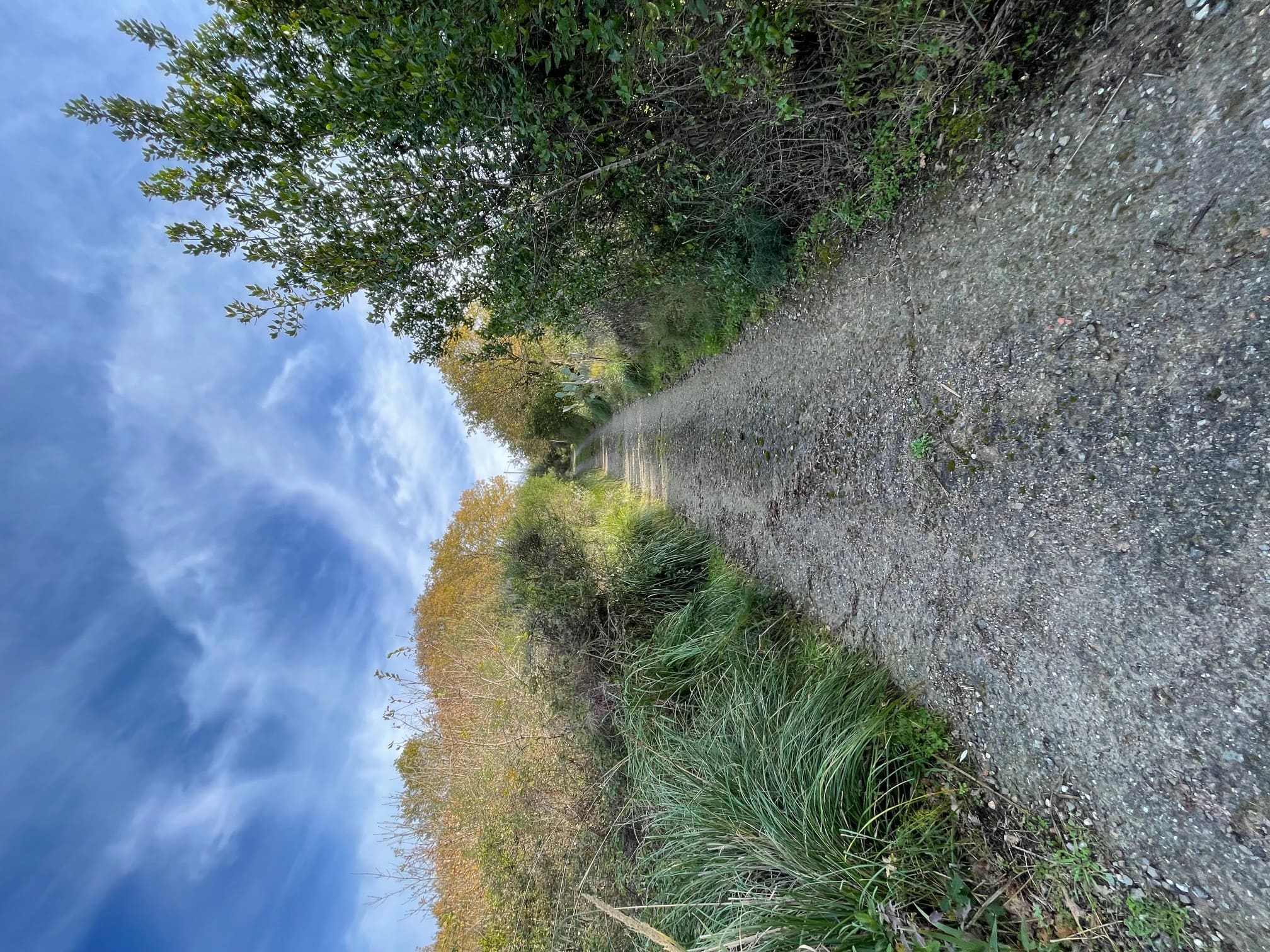 House to be renovated in Sangineto - plot of 18000m² with olive trees, B&B potential.