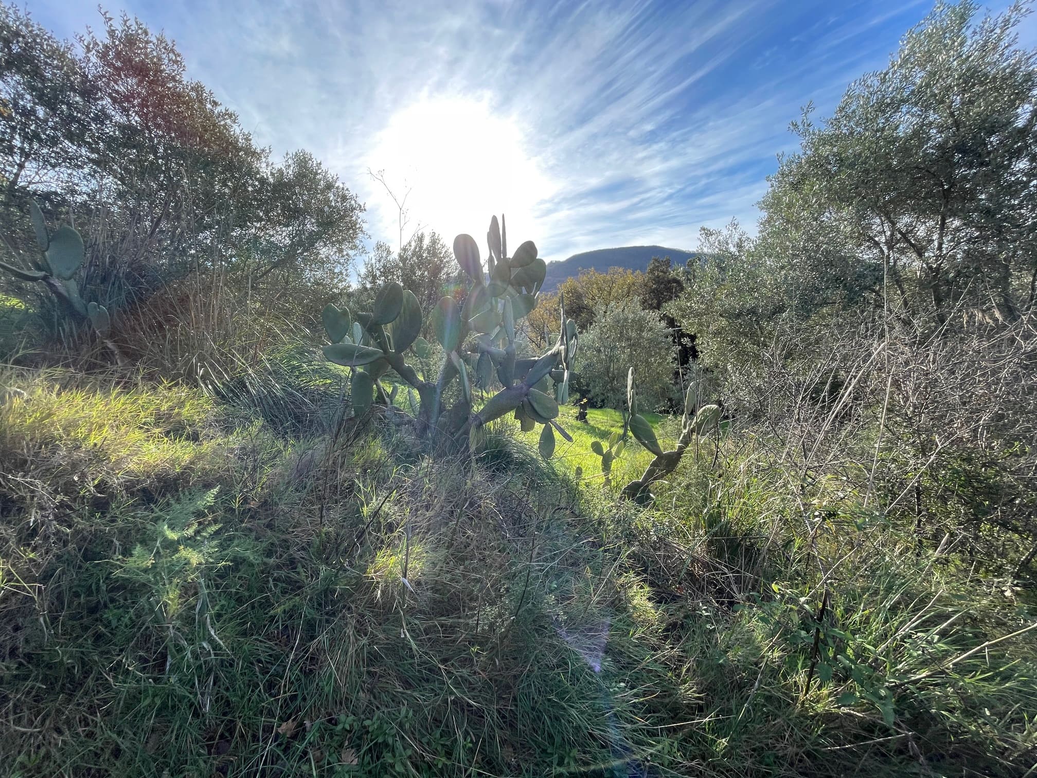 House to be renovated in Sangineto - plot of 18000m² with olive trees, B&B potential.