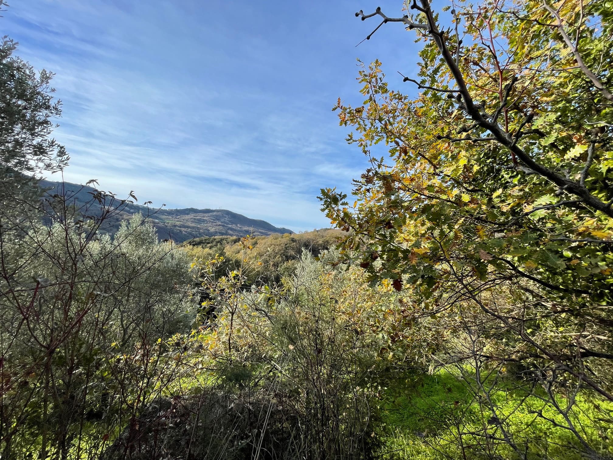 House to be renovated in Sangineto - plot of 18000m² with olive trees, B&B potential.