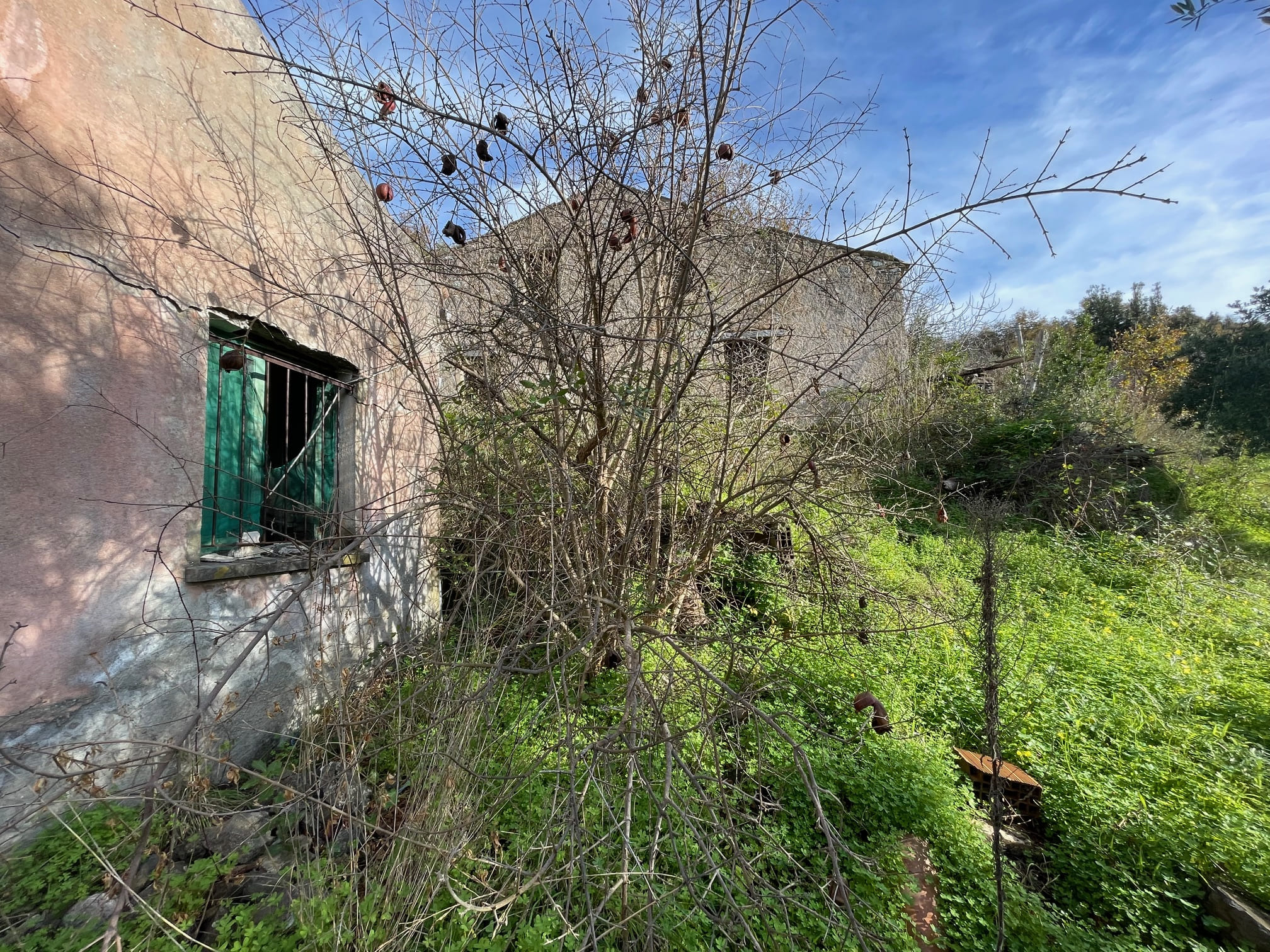 House to be renovated in Sangineto - plot of 18000m² with olive trees, B&B potential.