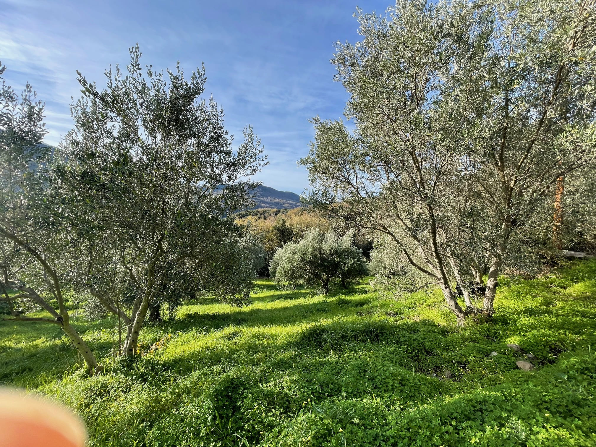 House to be renovated in Sangineto - plot of 18000m² with olive trees, B&B potential.