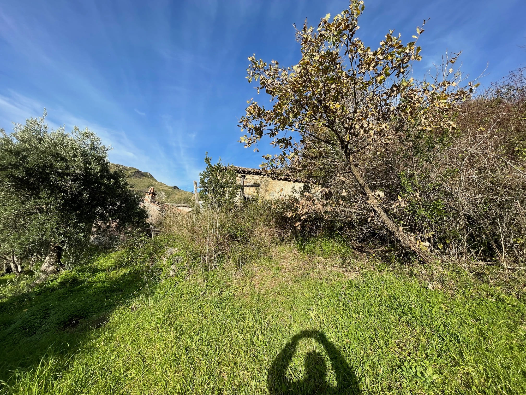 House to be renovated in Sangineto - plot of 18000m² with olive trees, B&B potential.