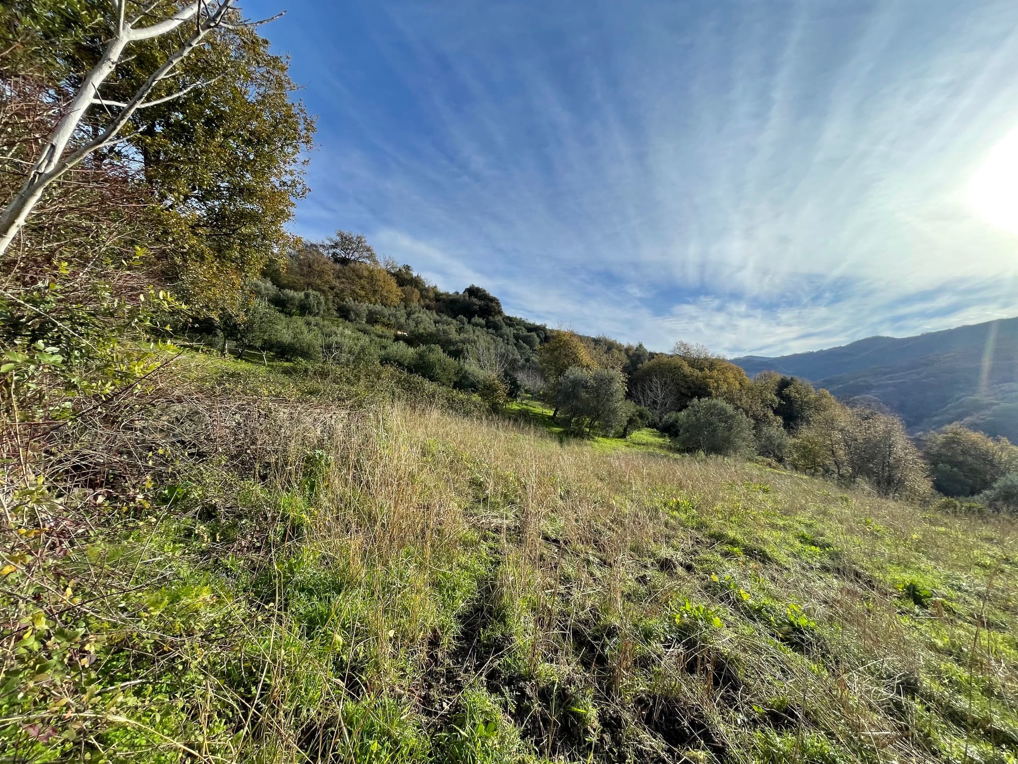 House to be renovated in Sangineto - plot of 18000m² with olive trees, B&B potential.