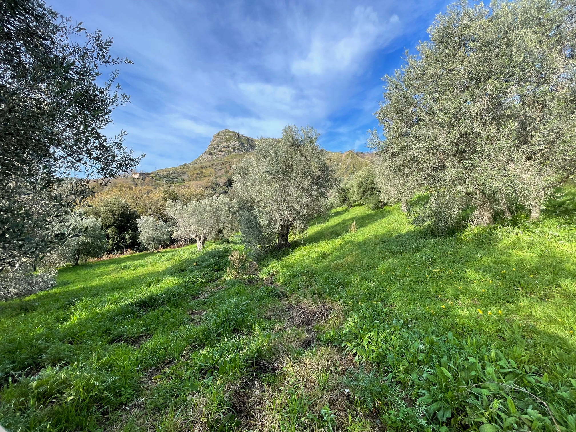 House to be renovated in Sangineto - plot of 18000m² with olive trees, B&B potential.