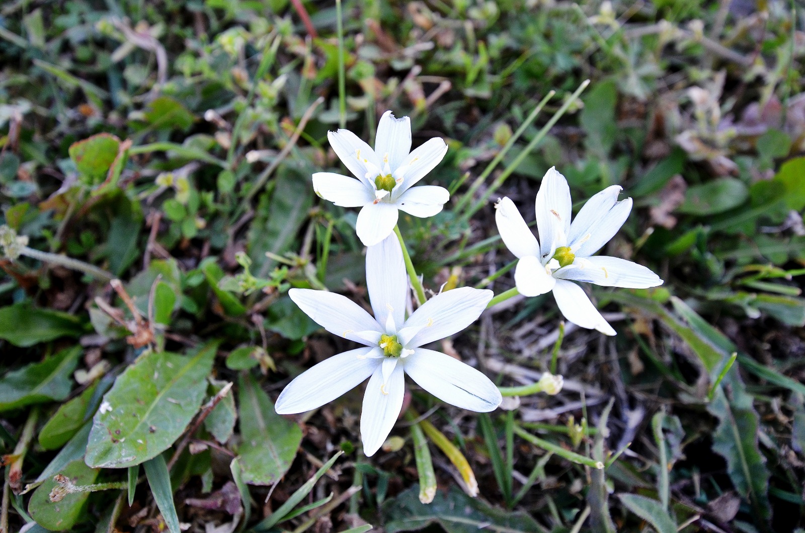 Ecological villa from a designer in Tuscany!.