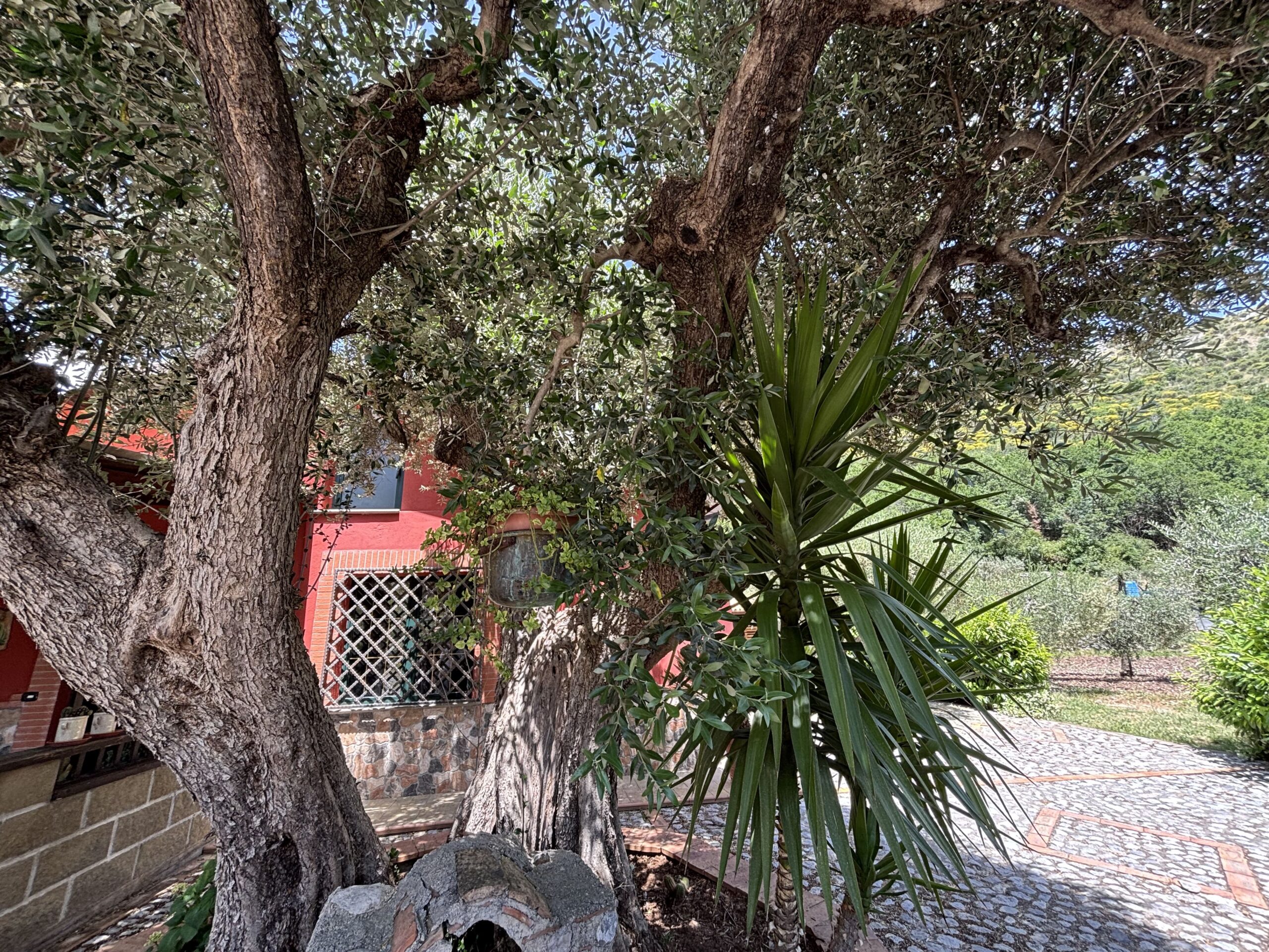 Your retreat in Morano Calabro - a phenomenal estate with olive trees.