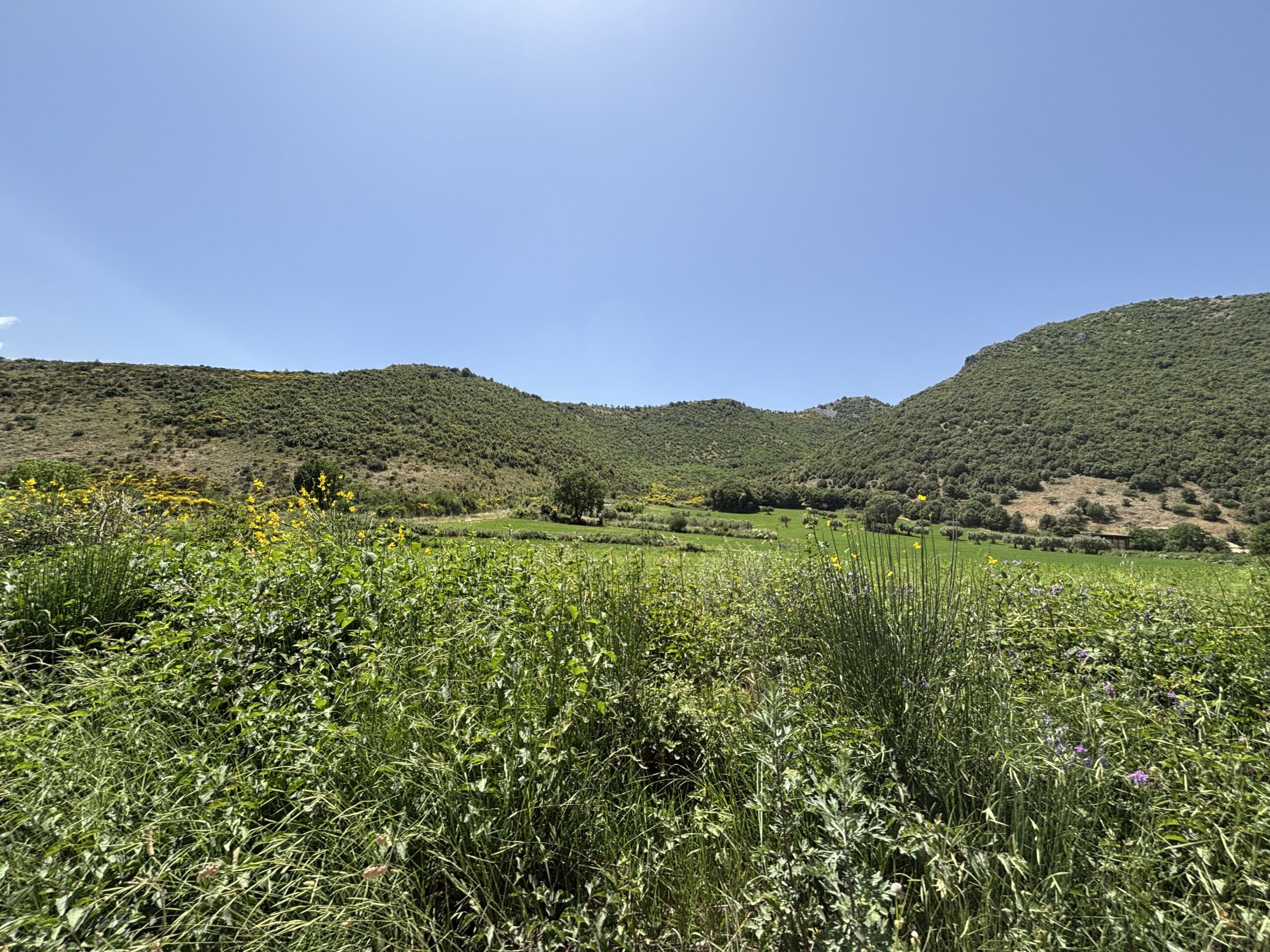 Your retreat in Morano Calabro - a phenomenal estate with olive trees.