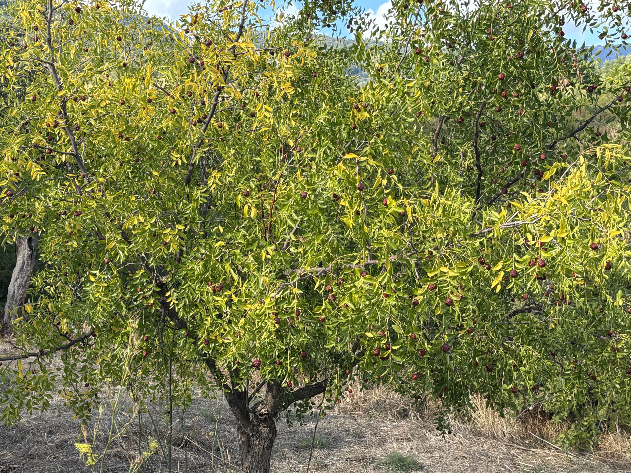 A plot of land with house and outbuildings with great potential in San Donato di Ninea.