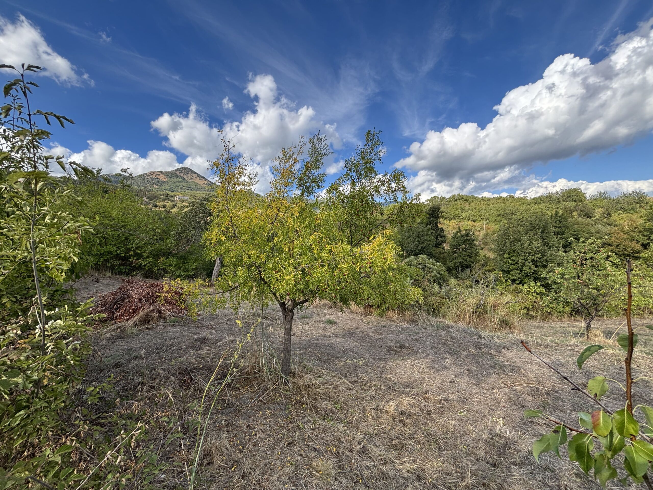 A plot of land with house and outbuildings with great potential in San Donato di Ninea.