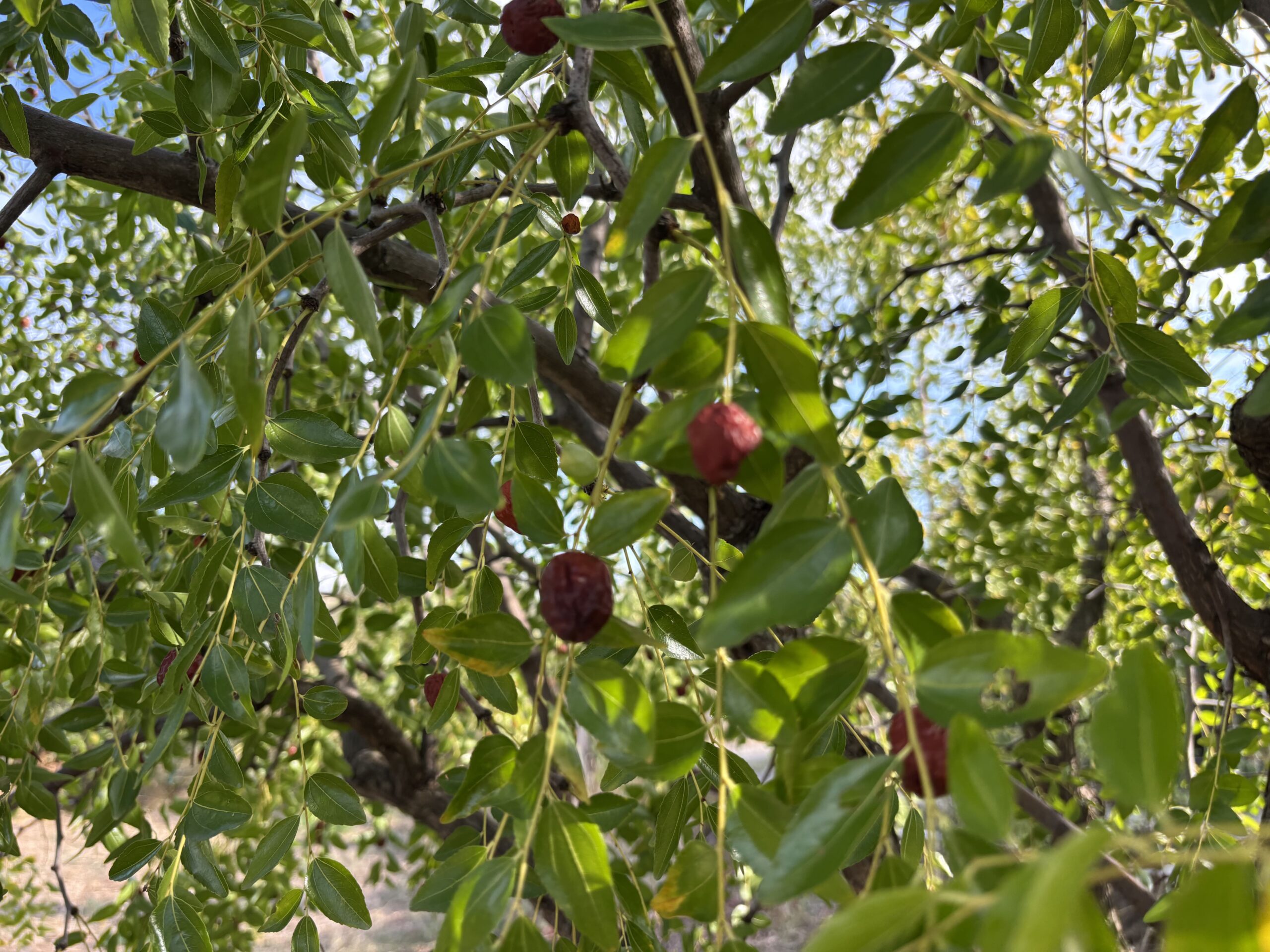 A plot of land with house and outbuildings with great potential in San Donato di Ninea.