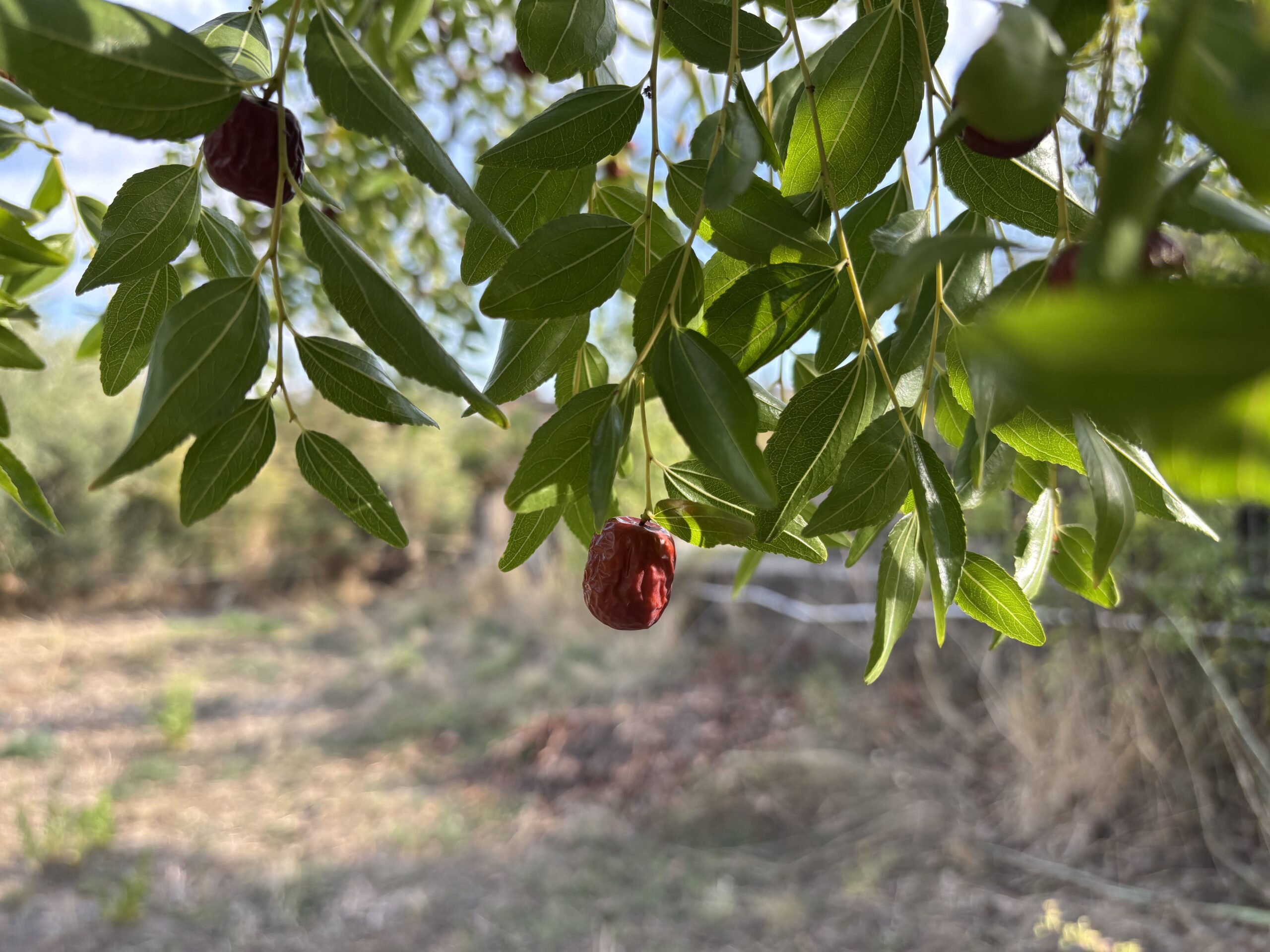 A plot of land with house and outbuildings with great potential in San Donato di Ninea.
