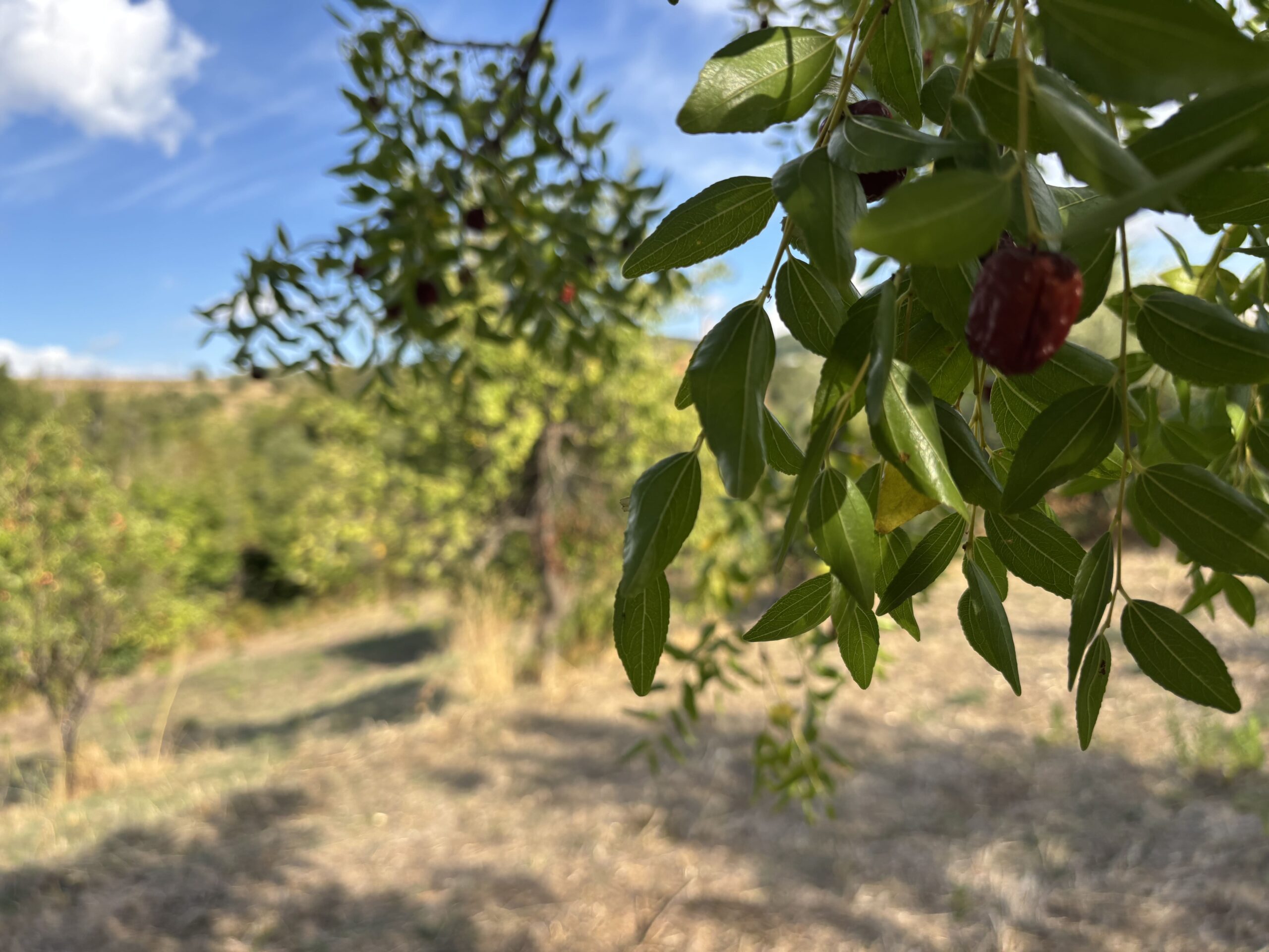 A plot of land with house and outbuildings with great potential in San Donato di Ninea.