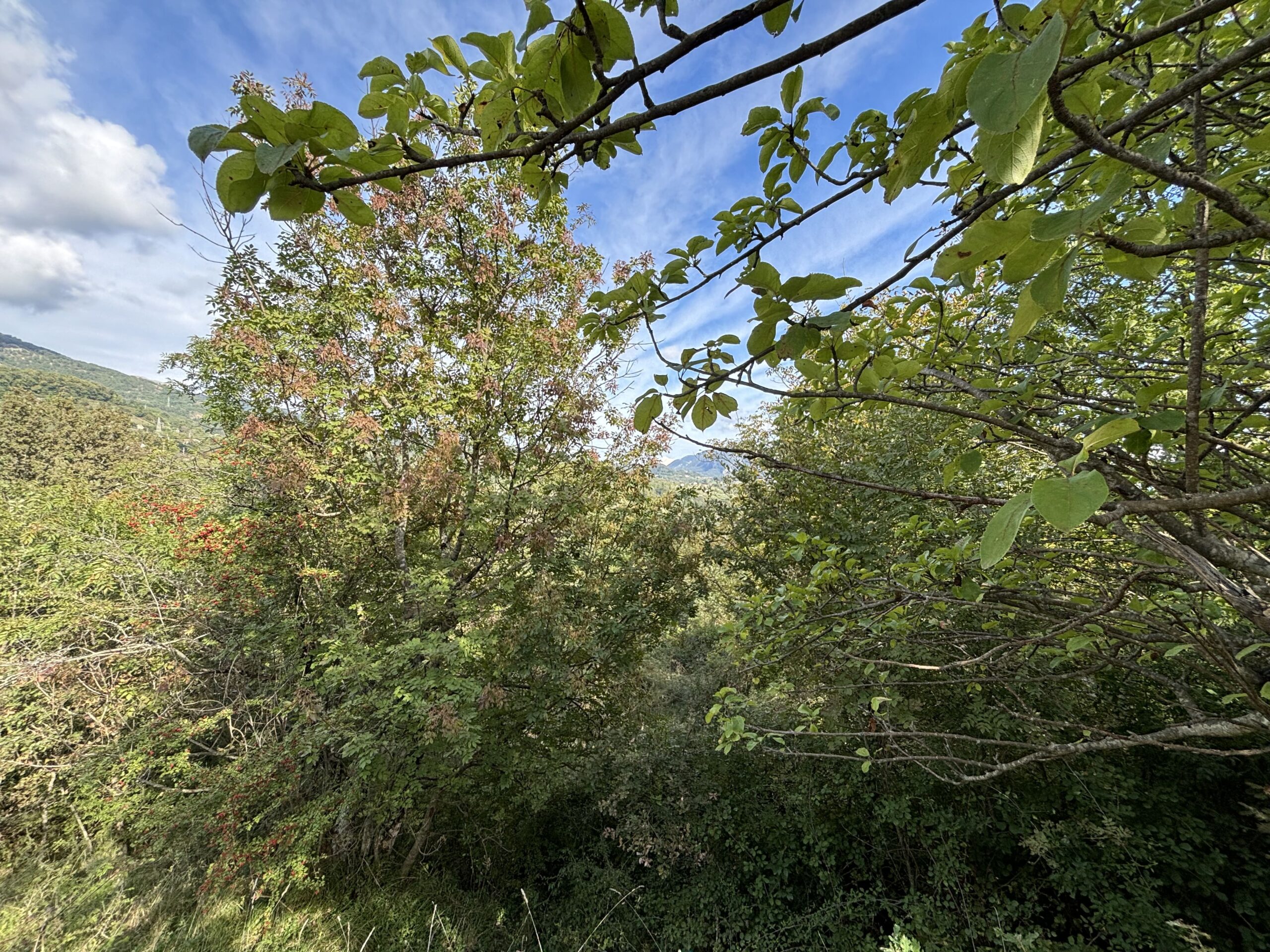 Nemoli-Roccazzo - house to renovate with large garden, surrounded by greenery.