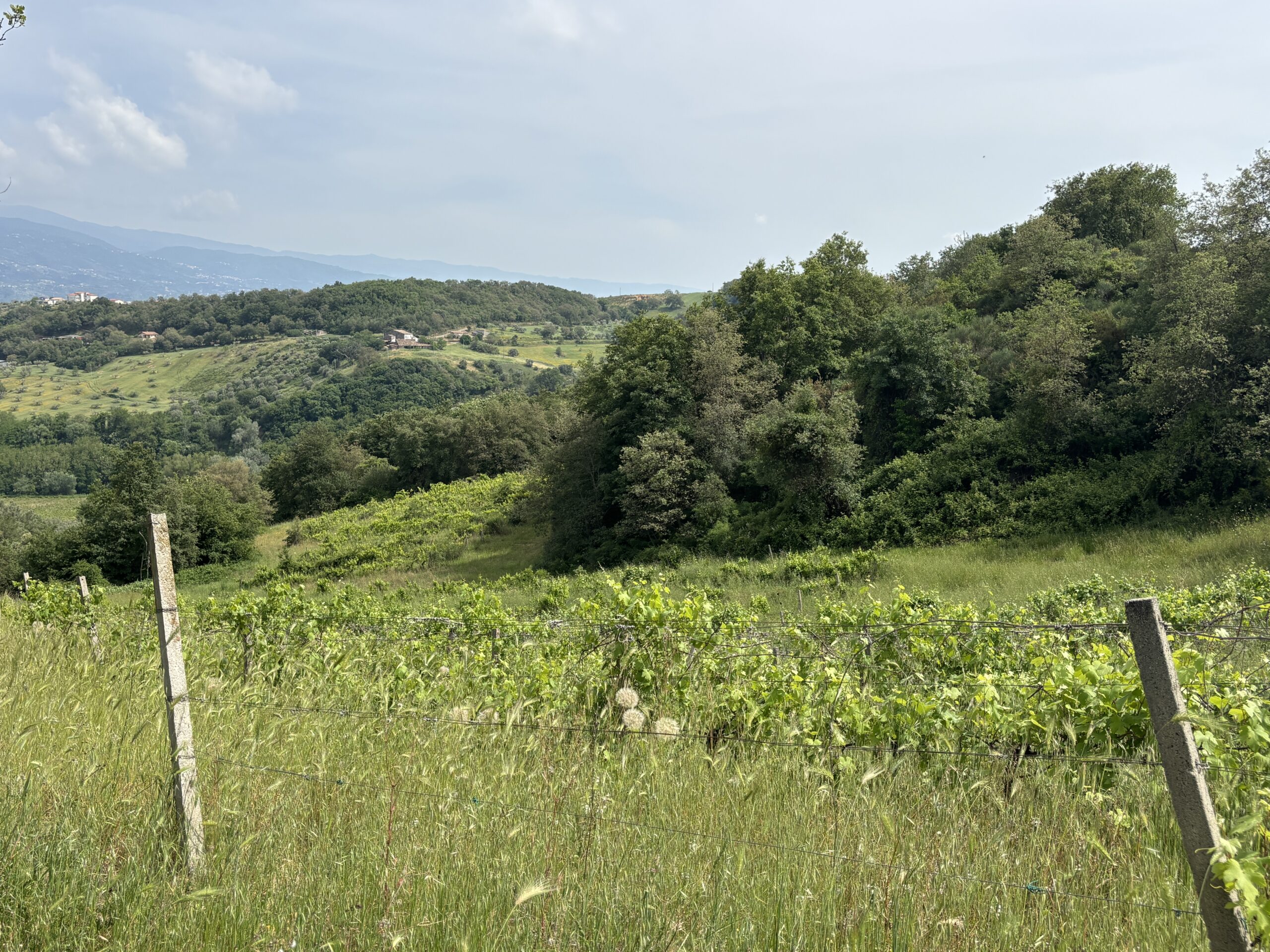 Winnica Terre Rare